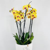 فازة نبات الاوركيد رقم.15380 - صورة 2