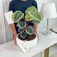 calathea roseopicta Plant No.16815 - Image 2