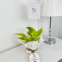 Golden Pothos Plant No.17923 - Image 1