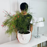 Firecracker Plant No.16878 - Image 2