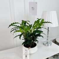 Calathea mix Plant potsize 12cm, height 40cm No.16763 - Image 1