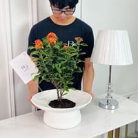 Chinese ixora Plant No.16879 - Image 2