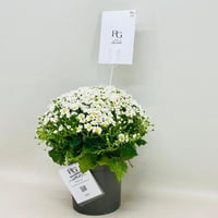 7954 - صورة 3