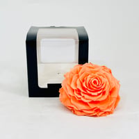 11255 - Image 1
