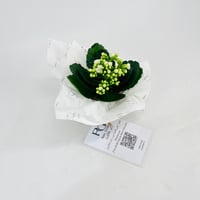 Kalanchoe plant No.11306 - Image 2