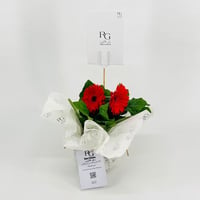 Red gerbera plant No.9543-474 - Image 1