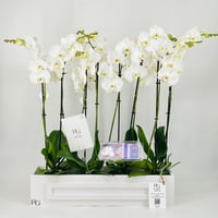 12358 - Image 1