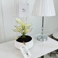 AGLAONEMA white Plant 35cm No.16719 - Image 1