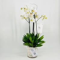 7818-240 - صورة 2