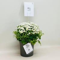 7954 - صورة 2