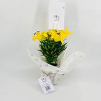 نبات اليلي اصفر رقم.9583 - صورة 2