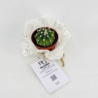 نبات الصبار رقم.9606 - صورة 1