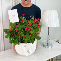 Euphorbia Plant No.16877 - Image 2