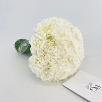 15295 - صورة 4