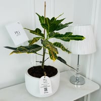 croton Plant No.18019 - Image 2