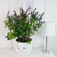 نبات الريحان رقم.16691 - صورة 1