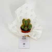Cactus No.9608 - Image 3