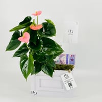 12842 - صورة 3