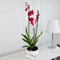 Phalaenopsis Plant No.16817 - Image 1
