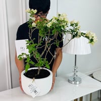 White Bougainvillea Plant No.16880 - Image 2