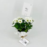 نبات الكرسانتموم ابيض رقم.9549 - صورة 1