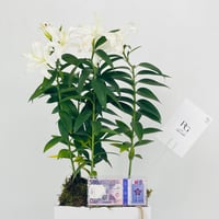 12788 - Image 2