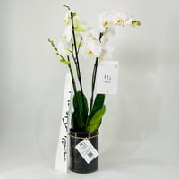 11787 - Image 3