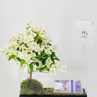 12055 - Image 4