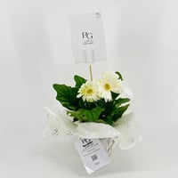 نبات الجربيرا ابيض رقم.9541-382 - صورة 1