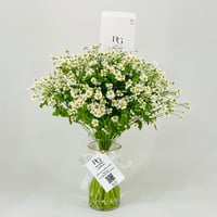 11763 - Image 2