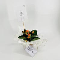 نبات الكلانشو اورنج رقم.9554 - صورة 2