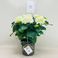 7949 - صورة 1