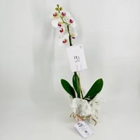 Phalaenopsis white 1 stem No.9593 - Image 2
