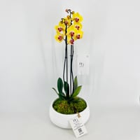 فازة نبات الاوركيد رقم.15375	 - صورة 3