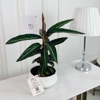 Calathea Plant No.16813 - Image 1