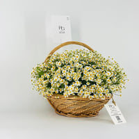 14204 - صورة 2
