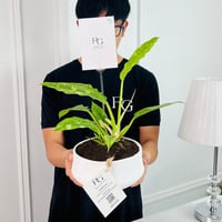 Spathiphyllum Plant No.16795 - Image 2