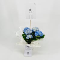 نبات الهايدرنجا رقم.9558 - صورة 3