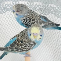 12379-738 - صورة 6