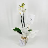 9588-165 - Image 1