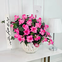 16916 - صورة 2