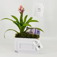 12848 - Image 3