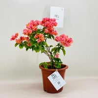 8061 - صورة 3