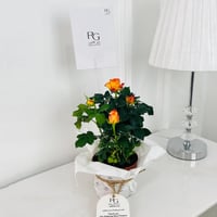 Garden roses Plant No.17912 - Image 1