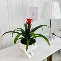 Guzmania Plant No.16739 - Image 1