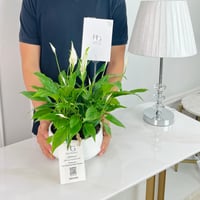 Spathiphyllum Bellini Plant No.16758 - Image 2