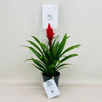 8067 - صورة 1