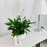 Spathiphyllum Bellini Plant No.16758 - Image 1