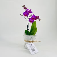 نبات الاوركيدرقم.11323 - صورة 1