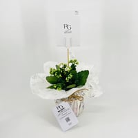 Kalanchoe Rosalina white No.9552 - Image 3
